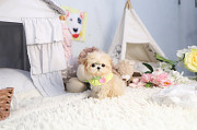 Lovely Shih Tzu puppy from Burbank
