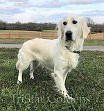 Golden Retriever Tennessee: Find Your Loyal Companion Nashville