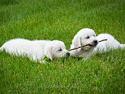 English Golden Retriever: Gentle, Intelligent, and Perfect for Every Family Bedford