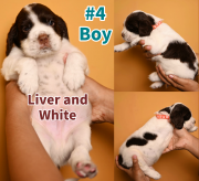 English Springer Spaniel Pups Toronto
