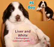 English Springer Spaniel Pups Toronto