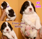 English Springer Spaniel Pups Toronto
