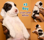 English Springer Spaniel Pups Toronto