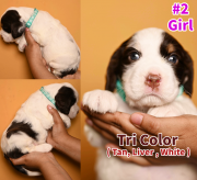 English Springer Spaniel Pups Toronto