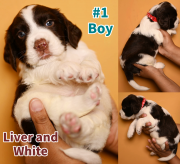 English Springer Spaniel Pups Toronto