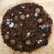 Orchid Supplies Florida: Quality Orchid Care Materials for Growers Delray Beach