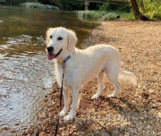 Golden Retriever Puppies for Sale: Loyal, Family-Friendly Companions Await Nashville