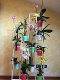 Orchid Stand: Stylish Display & Smart Support for Your Plants Delray Beach