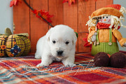 English cream golden retriever puppies: Raised with Care and Certified Quality Bedford