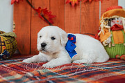 English cream golden retriever puppies: Raised with Care and Certified Quality Bedford