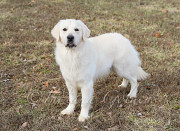 White Golden Retriever Indiana– Get Your new friend Bedford