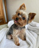 Yorkie Adoption Services from Cleveland