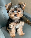 Yorkie Adoption Services from Cleveland