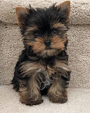 YORKIE PUPPIES ADOPYION from Cleveland