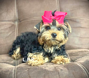 YORKIE PUPPIES ADOPYION from Cleveland