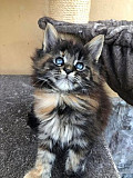 Male Maine Coon TICA registered active from Phoenix
