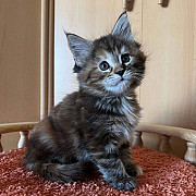 Male Maine Coon TICA registered active from Phoenix