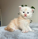 Male Maine Coon TICA registered active from Phoenix