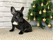 Adorable French Bulldog Puppies – Ready for New Homes! New York City