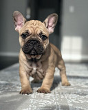 Adorable French Bulldog Puppies – Ready for New Homes! New York City