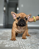 Adorable French Bulldog Puppies – Ready for New Homes! New York City