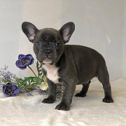 Adorable French Bulldog Puppies – Ready for New Homes! New York City