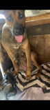2 male and 2 female Boerborel available Lagos