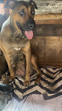 2 male and 2 female Boerborel available Lagos