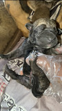 2 male and 2 female Boerborel available Lagos