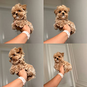 Beautiful Maltipoo puppies for sale from Denver