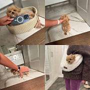 Beautiful Maltipoo puppies for sale from Denver