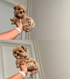 Beautiful Maltipoo puppies for sale from Denver