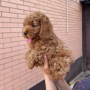 maltipoo puppies for sale Denver