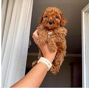 maltipoo puppies for sale Denver