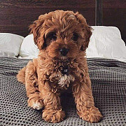 maltipoo puppies for sale Denver