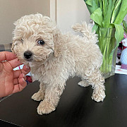 maltipoo puppies for sale Denver