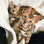 Bengal kittens male and female available Denver