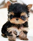 yorkie puppies for adoption Augusta