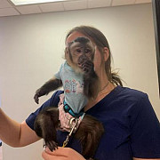 Amazing Capuchin Monkeys Augusta