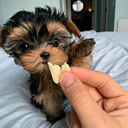 Tiny teacup yorkie mini toy puppy for sale good price from Denver