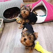 Tiny teacup yorkie mini toy puppy for sale good price from Denver