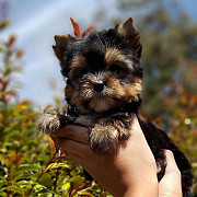 Tiny teacup yorkie mini toy puppy for sale good price from Denver