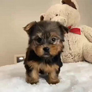 Tiny teacup yorkie mini toy puppy for sale good price from Denver