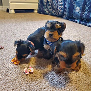 Male and female Yorkie puppies ready for a new home from Denver