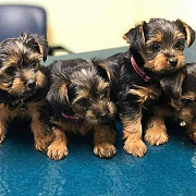 Male and female Yorkie puppies ready for a new home from Denver