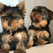 Male and female Yorkie puppies ready for a new home from Denver