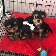 Male and female Yorkie puppies ready for a new home from Denver