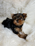 Yorkie puppies on sale available puppy with 3 months from Augusta