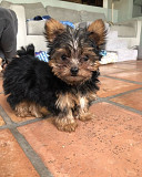 Yorkshire puppies registered for rehousing from Saint Paul