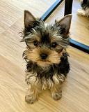 Small yorkie puppies are sold male and female from Concord